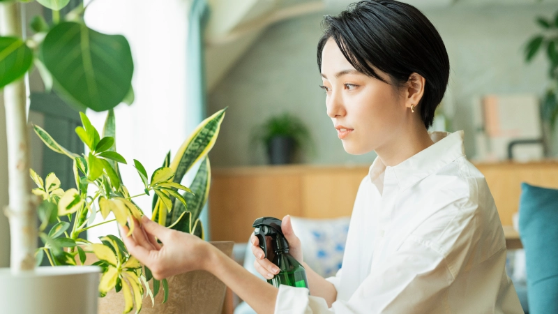 植物のメンテナンス方法のイメージ写真