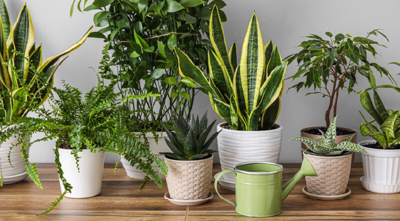 観葉植物の役割と心理的効果のイメージ写真